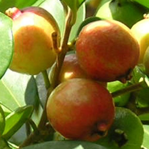 구아바(guava) F.O 1L